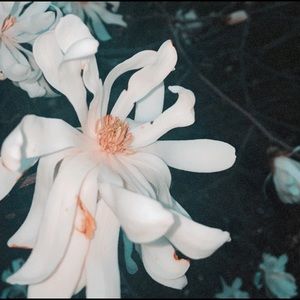 Meet your Posher, Jayme